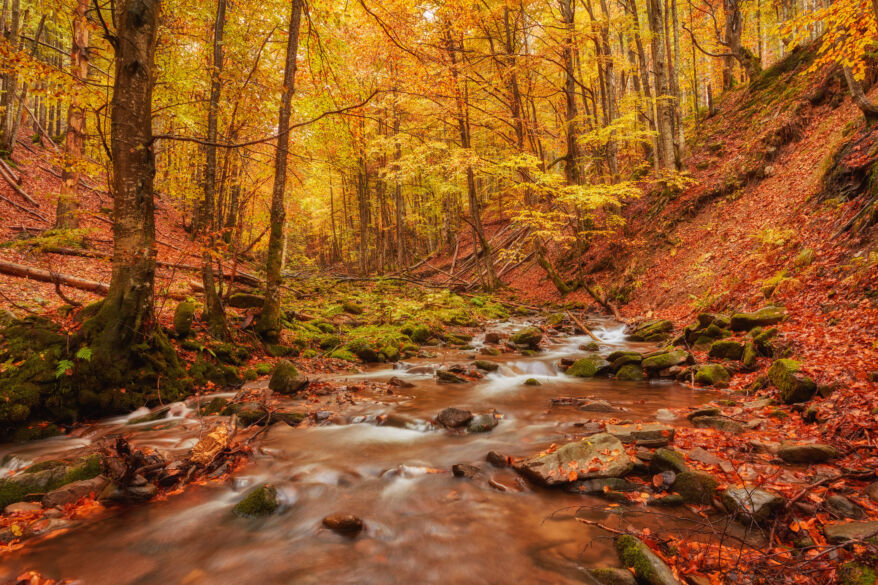 Rapid mountain river autumn