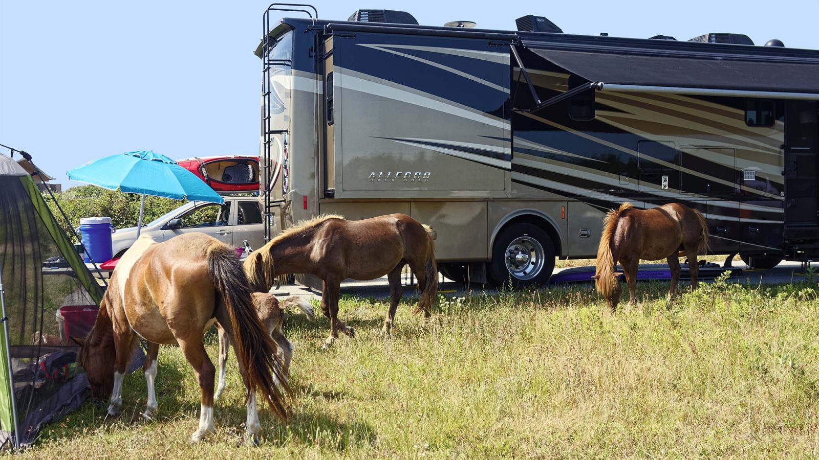 Among the Wild Horses