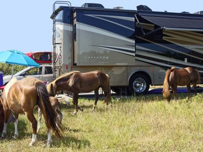 Among the Wild Horses