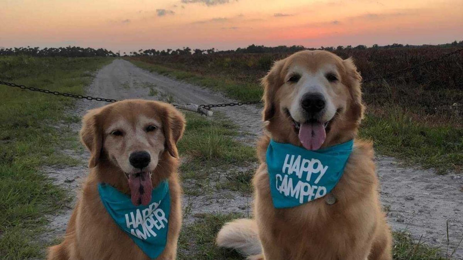 Tiffin Owner Story: Murphy and Carter, the Golden Retrievers