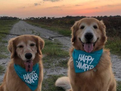 Tiffin Owner Story: Murphy and Carter, the Golden Retrievers