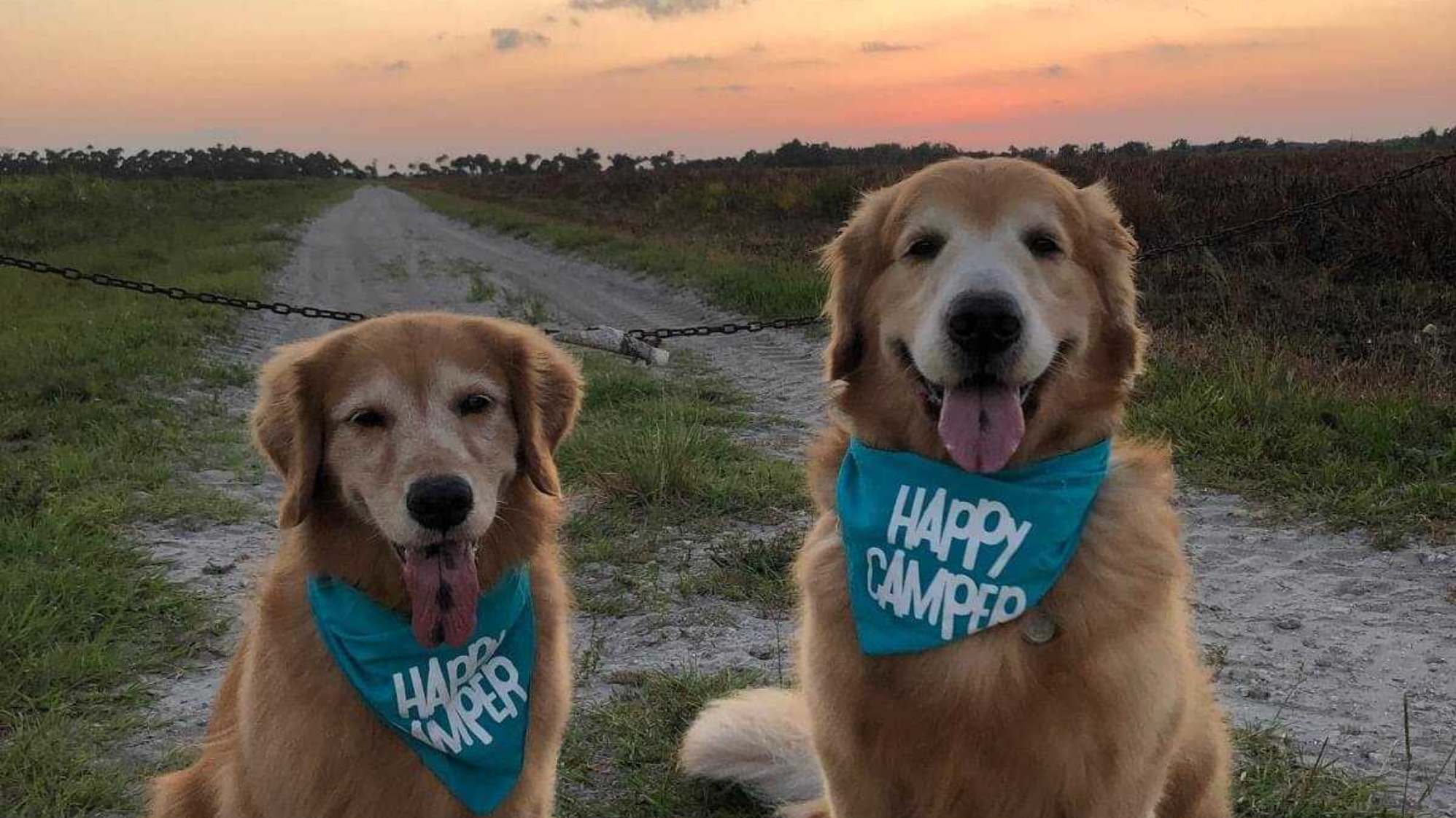 Tiffin Owner Story: Murphy and Carter, the Golden Retrievers