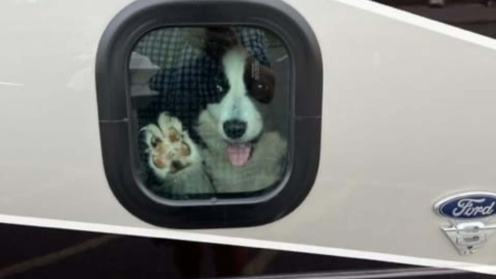10 Pet-Friendly Essentials for RV Life