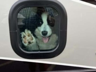 10 Pet-Friendly Essentials for RV Life