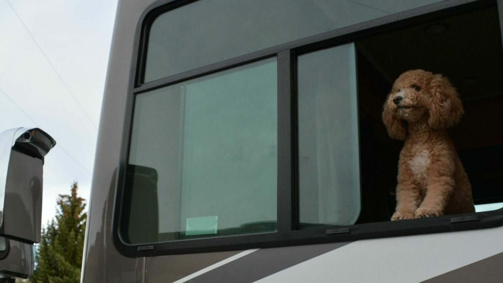 Seven Best Pet-Friendly Campgrounds and RV Parks