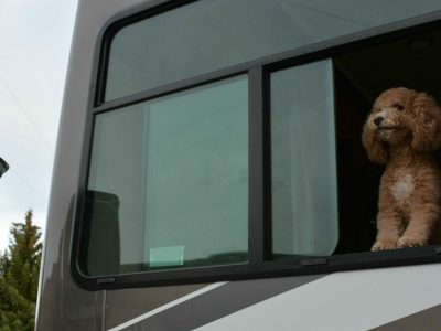 Seven Best Pet-Friendly Campgrounds and RV Parks