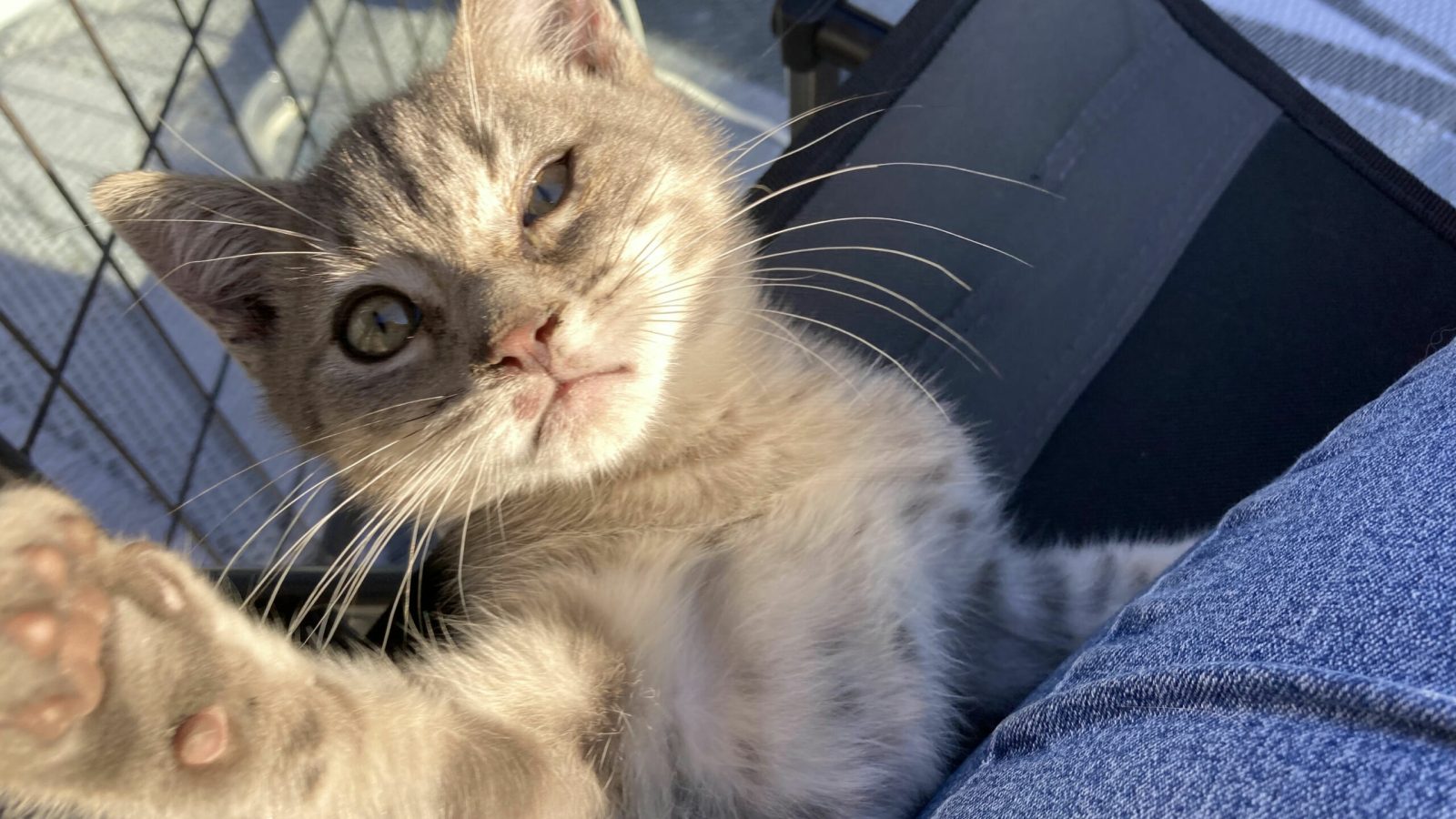 The Adventures of Tiffin the Kitten