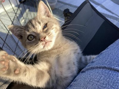 The Adventures of Tiffin the Kitten
